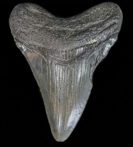 Megalodon Tooth - South Carolina #39987